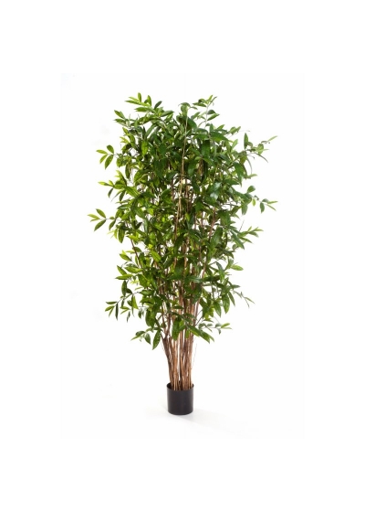 Dracaena Surculosa Tree - 210Cm