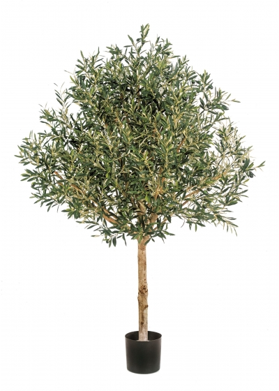 Olivo Natural Topiary Tree - 210Cm