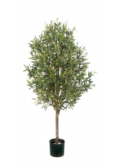 Olivo Natural Vine Tree - 170Cm