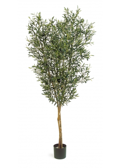 Olivo Natural Tree W/F - 120Cm