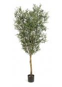 Olivo Natural Tree W/F - 180Cm