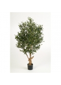 Olivo Natural Twisted Tree - 150Cm