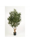 Olivo Natural Twisted Tree - 150Cm