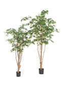 Acero Natural Wild Trunk - 180Cm