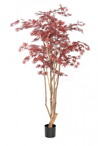 Acero Natural Wild Trunk - 240Cm
