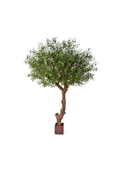 Olivo Nat, Tree Poly Tr - 270Cm