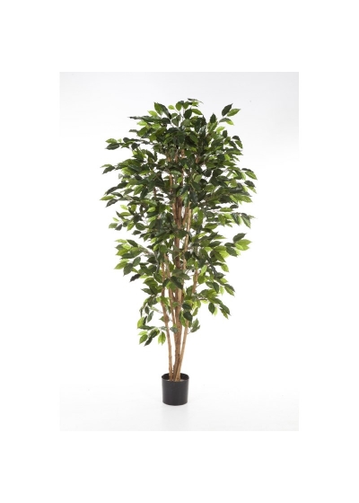 Ficus Nitida - 120Cm