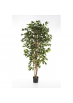 Ficus Nitida - 120Cm