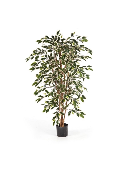 Ficus Nitida Variegata - 210Cm