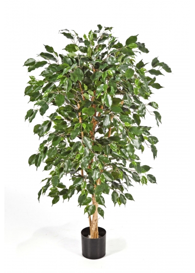 Ficus Nitida Exotica - 210Cm