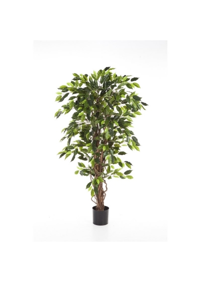 Ficus Liana - 120Cm