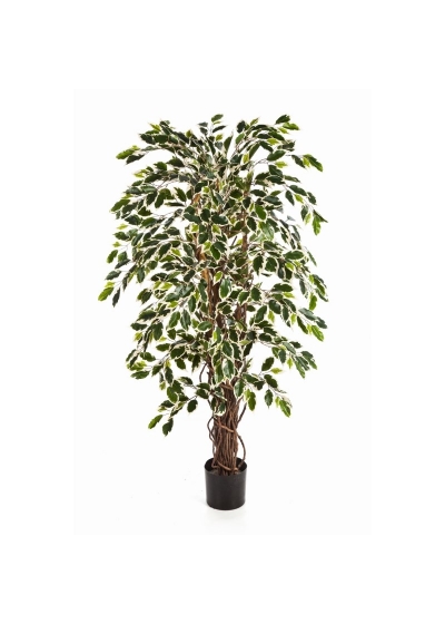 Ficus Liana Variegata - 120Cm