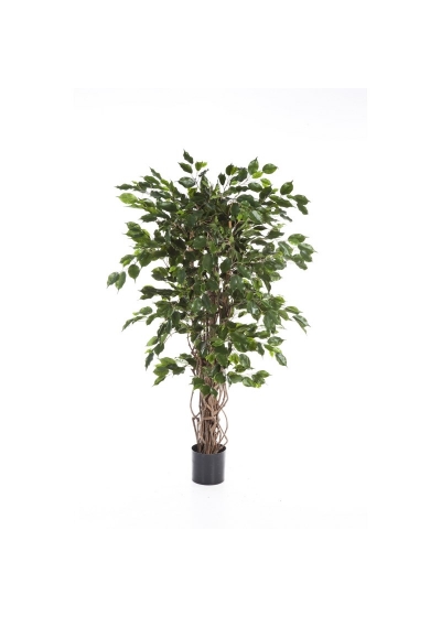 Ficus Liana Exotica - 210Cm