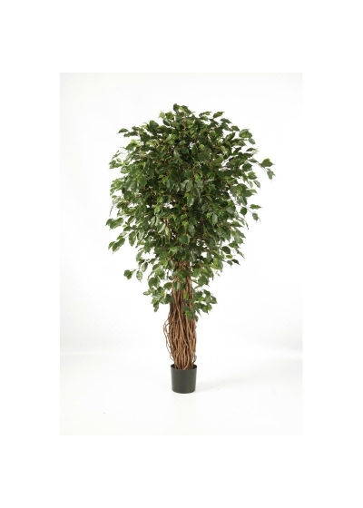 Ficus Liana Exotica De L - 150Cm