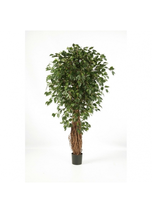 Ficus Liana Exotica De L - 150Cm
