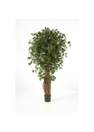 Ficus Liana Exotica De L - 150Cm