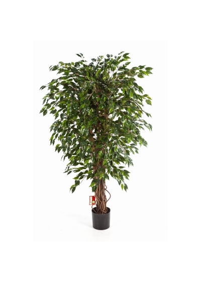 Ficus Liana Hawaiian - 120Cm