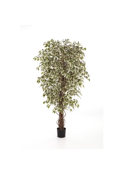 Ficus Liana Variegata-Hawai - 120Cm