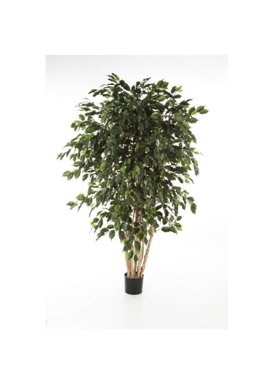 Ficus Exotica Multi Trun - 180Cm