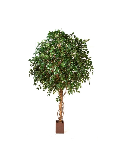 Ficus Exotica Giant Tree - 360Cm