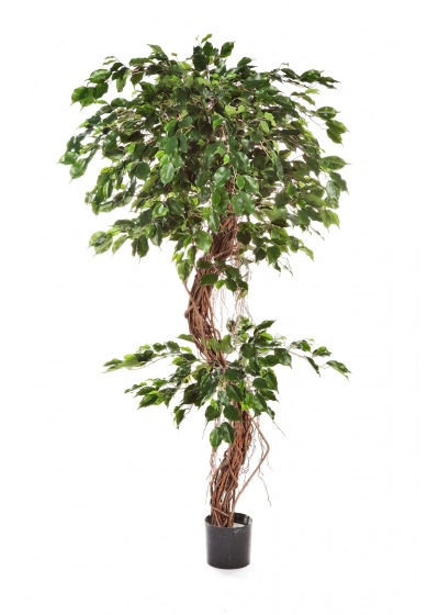 Ficus Corkscrew Exotica - 210Cm
