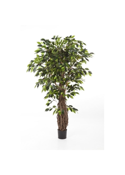 Ficus Liana De Luxe - 210Cm