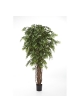 Ficus Liana French De Luxe - 150Cm