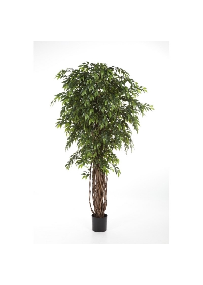 Ficus Liana French De Luxe - 150Cm