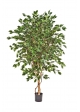 Ficus Deluxe Exotica Tre - 210Cm