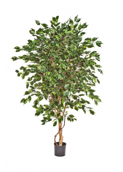 Ficus Deluxe Exotica Tre - 210Cm