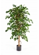 Ficus Exotica - 210Cm