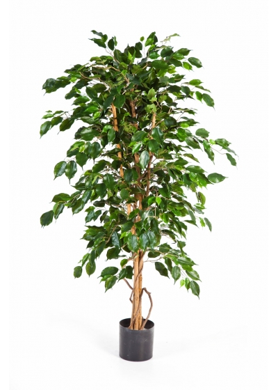 Ficus Exotica - 210Cm