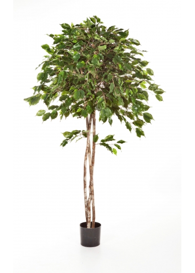 Ficus Exotica Umbrella - 210Cm