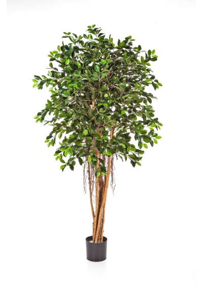 Ficus Retusa - 150Cm