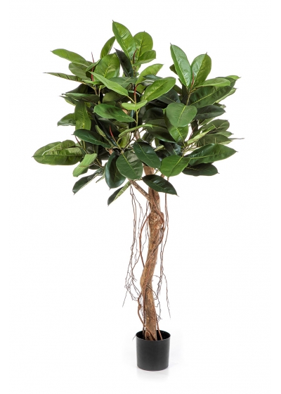 Ficus Elastica Root Tree - 155Cm