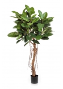 Ficus Elastica Root Tree - 155Cm