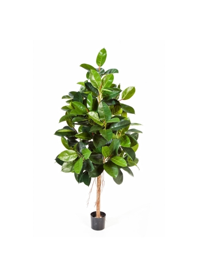 Ficus Elastica - 140Cm