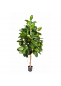 Ficus Elastica - 140Cm
