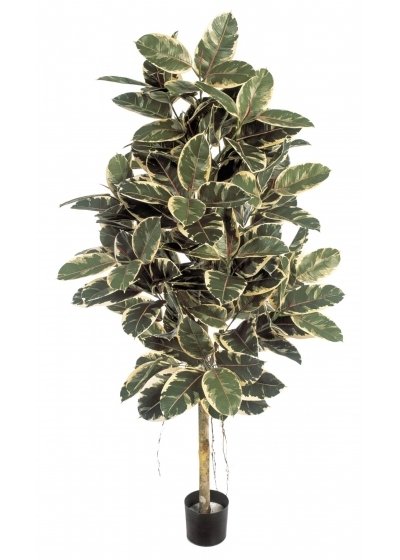 Ficus Elastica Variegata - 140Cm