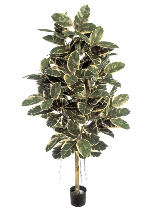 Ficus Elastica Variegata - 140Cm