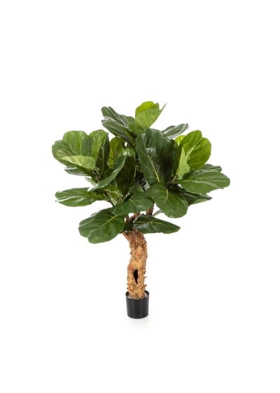 Ficus Lyrata Forest Trun - 110Cm