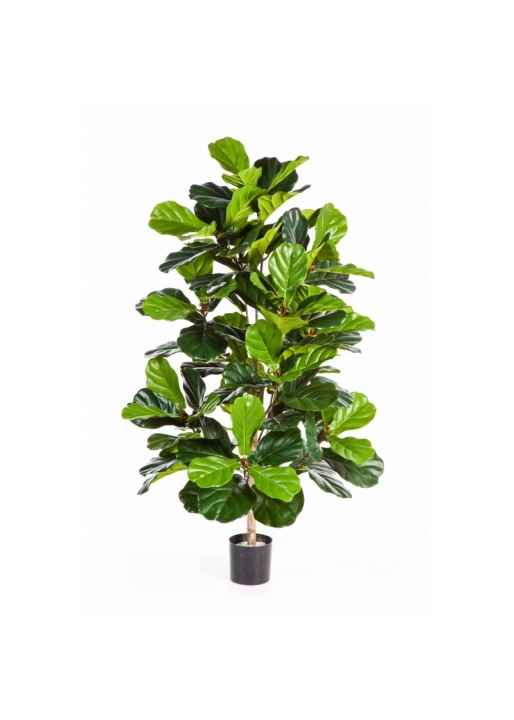 Ficus Lyrata Cespuglio Tree - 130Cm