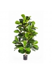 Ficus Lyrata Cespuglio Tree - 130Cm