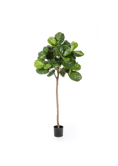Ficus Lyrata Single Trun - 170Cm