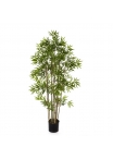 Bambù Japanese - 110Cm