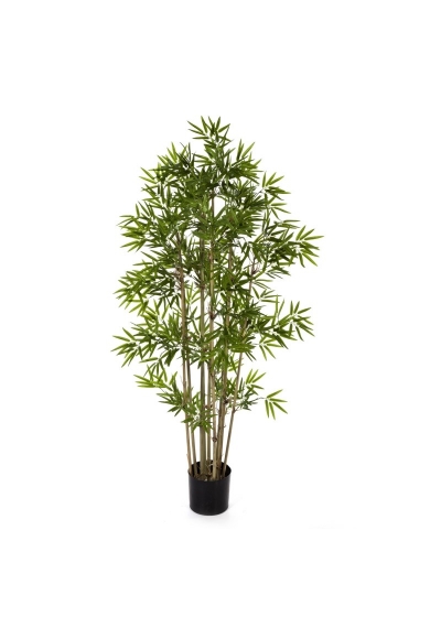 Bambù Japanese - 170Cm
