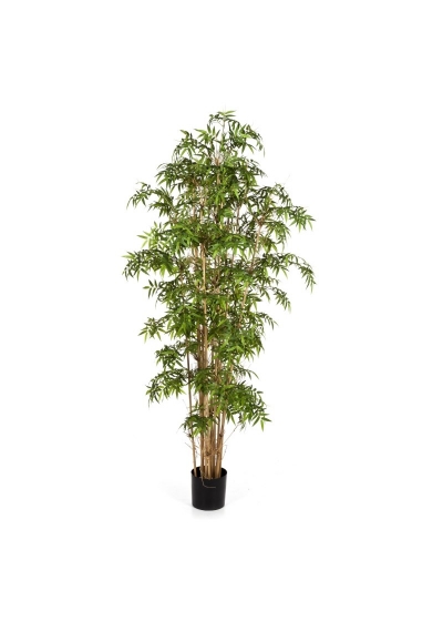 Bambù New Japanese - 170Cm