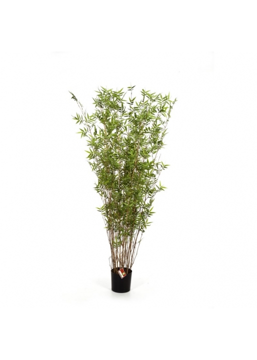 Bambù Oriental Tree - 100Cm