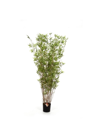Bambù Oriental Tree - 160Cm
