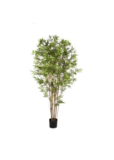 Bambù Oriental Japanese - 210Cm
